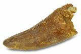 Cretaceous Fossil Crocodylomorph Tooth - Morocco #292235-1